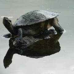 Brisbane river turtle in the UQ Lakes at St Lucia campus