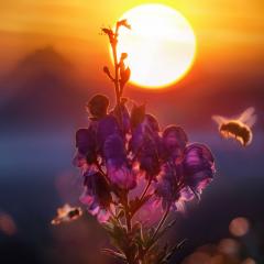 Bee on a flower at sunset