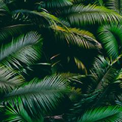 Lush green rainforest vegetation