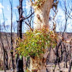 Australian eucalyptus tree.