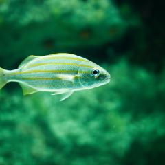 Microplastics affect marine life