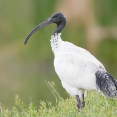 Ibis
