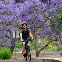 Cyclist riding down Jacaranda Lane at UQ St Lucia campus