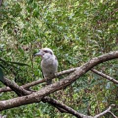 Photo of Kookaburra sitting on a branch in the bush.