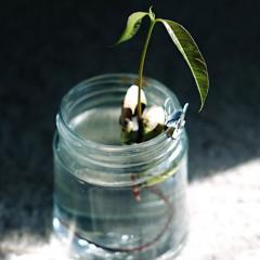 Image of plant in glass container