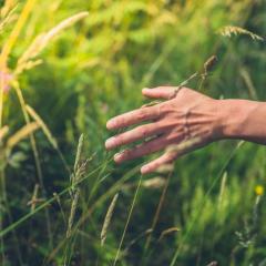 Image of hand feeling tall blades of grass