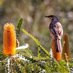 Close up of Australian Red Wattle Bird perched on brilliant yellow Banksia flower
