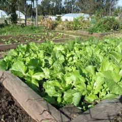 Image of lettuce growing at Gatton Living Classroom