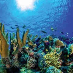 Underwater image of reef