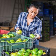 Image of person sorting through crate of green tomatoes. 