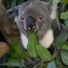 Koala chewing a leaf on campus 