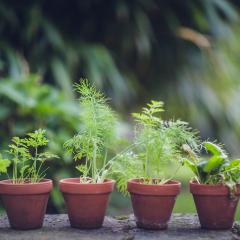 Six terracotta pots growing herbs